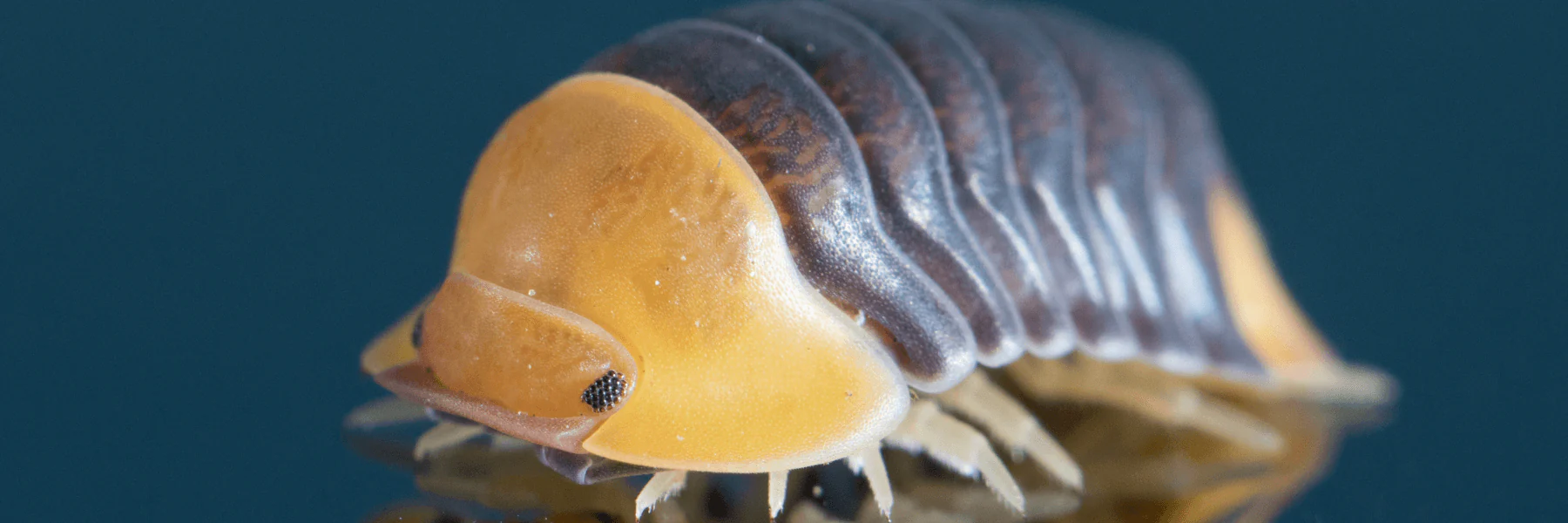 Exotic Elegance, Hand-Bred Quality