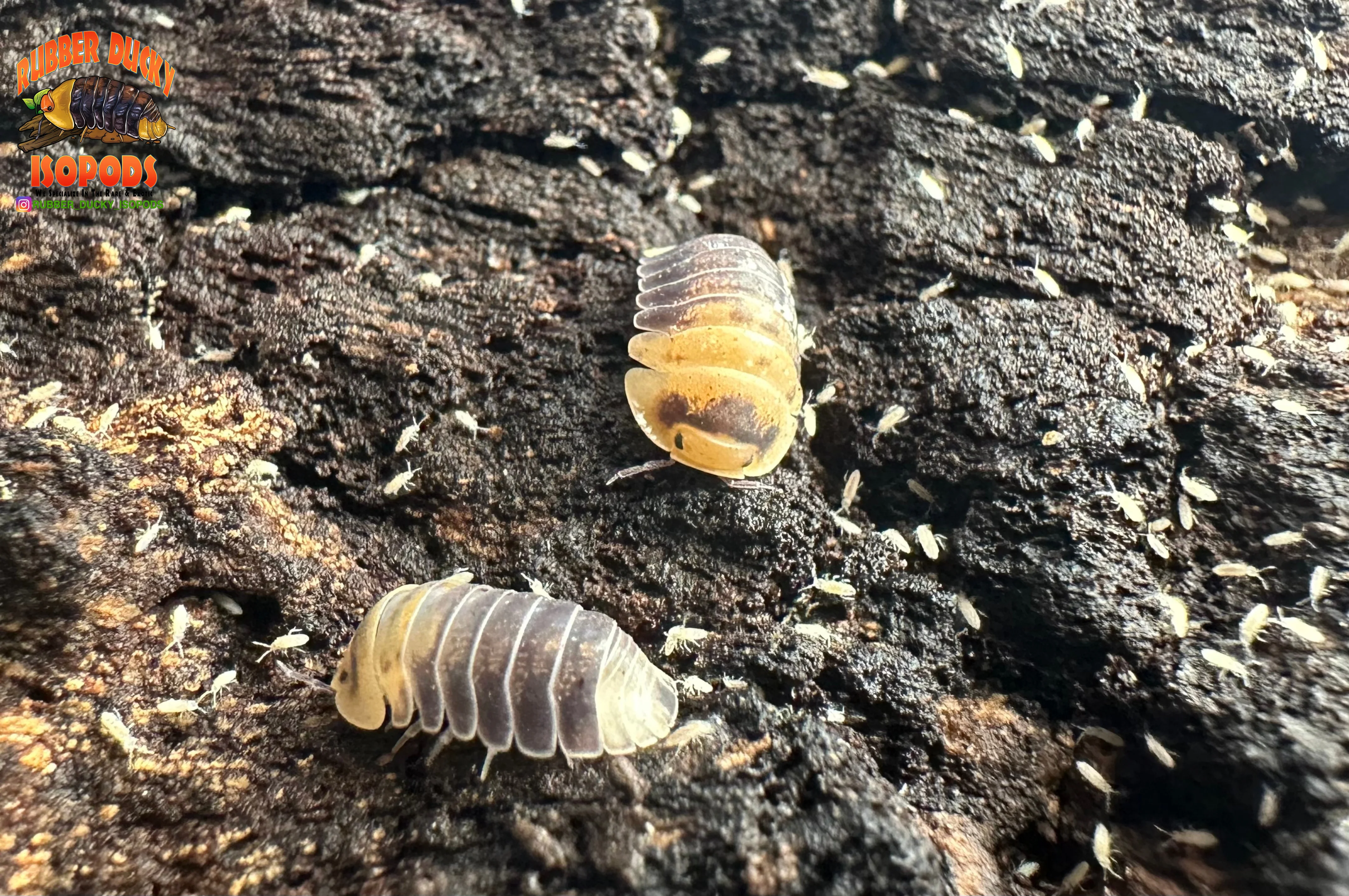 Exclusive Designer Isopod Species